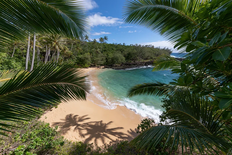 Tropical beach framed by palm fronds with turquoise water and sandy shore under blue sky