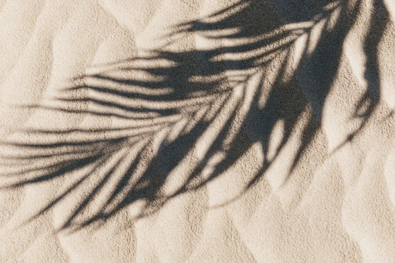 Shadow of palm leaf on sandy beach under sunlight