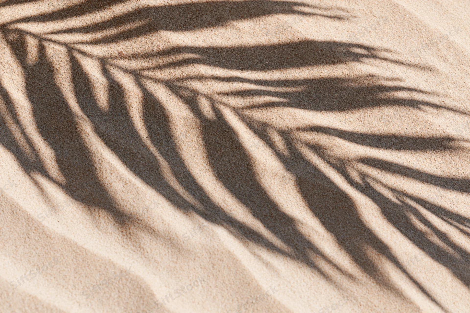 Shadow of palm fronds on sandy beach under bright sunlight