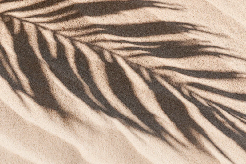 Shadow of palm fronds on sandy beach under bright sunlight