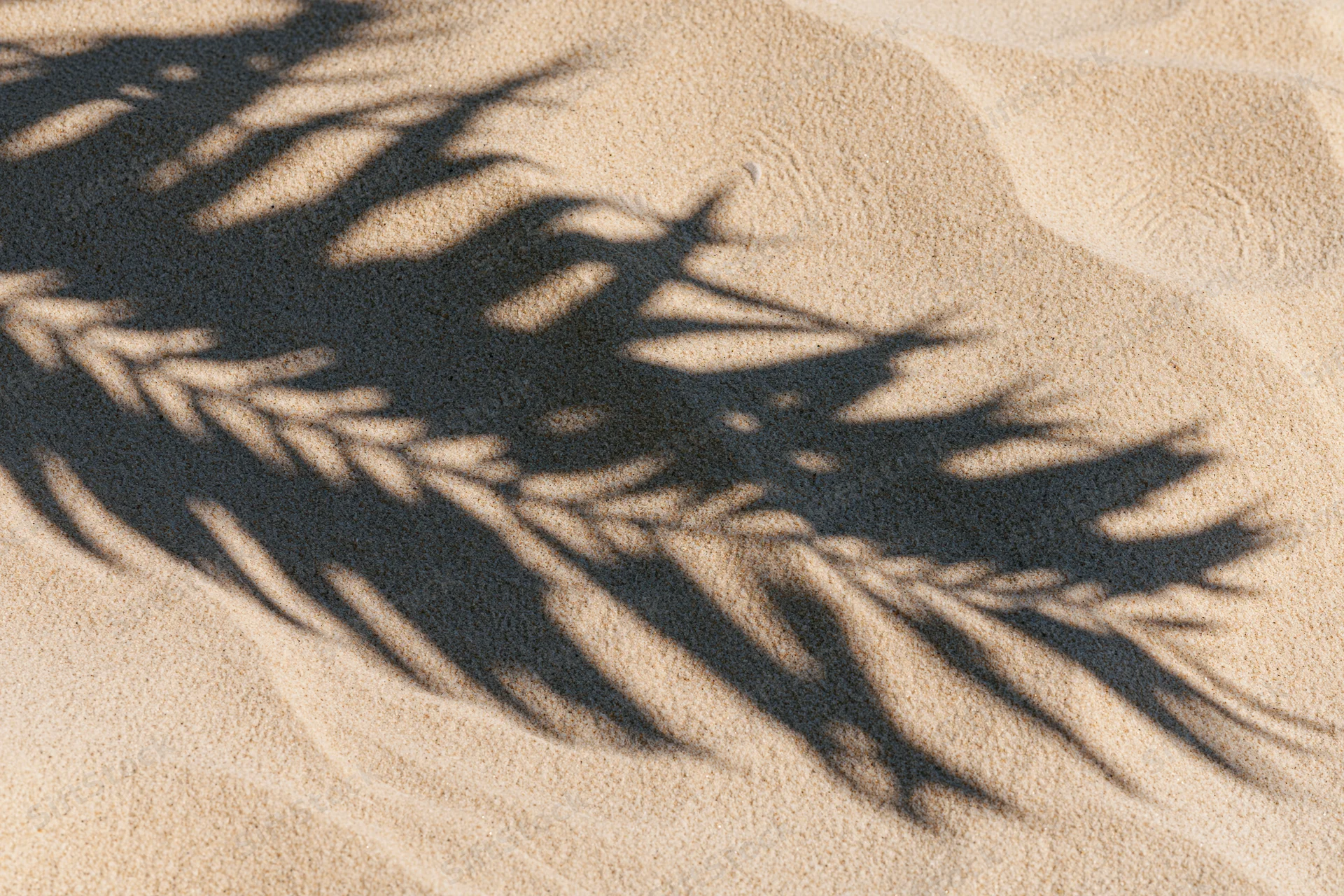 Shadow of palm fronds on sandy beach under bright sunlight