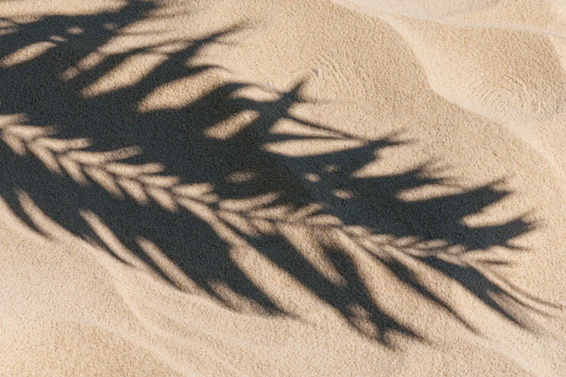 Shadow of palm fronds on sandy beach under bright sunlight