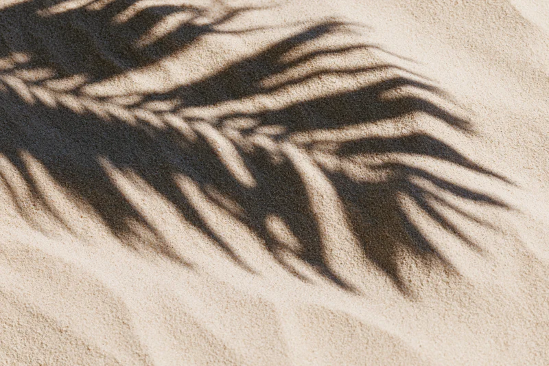 Shadow of palm fronds on textured sand at beach