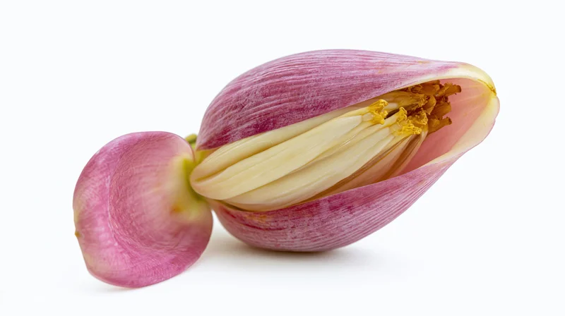 A partially opened pink flower with visible stamens and pistil on a white background