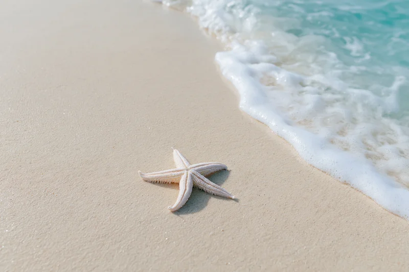 Starfish resting on sandy beach near gentle ocean waves