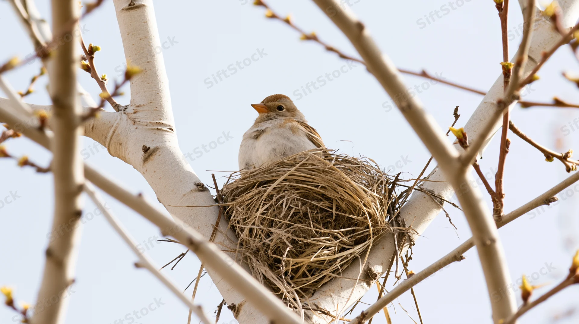 Small bird perched in nest among birch branches in spring