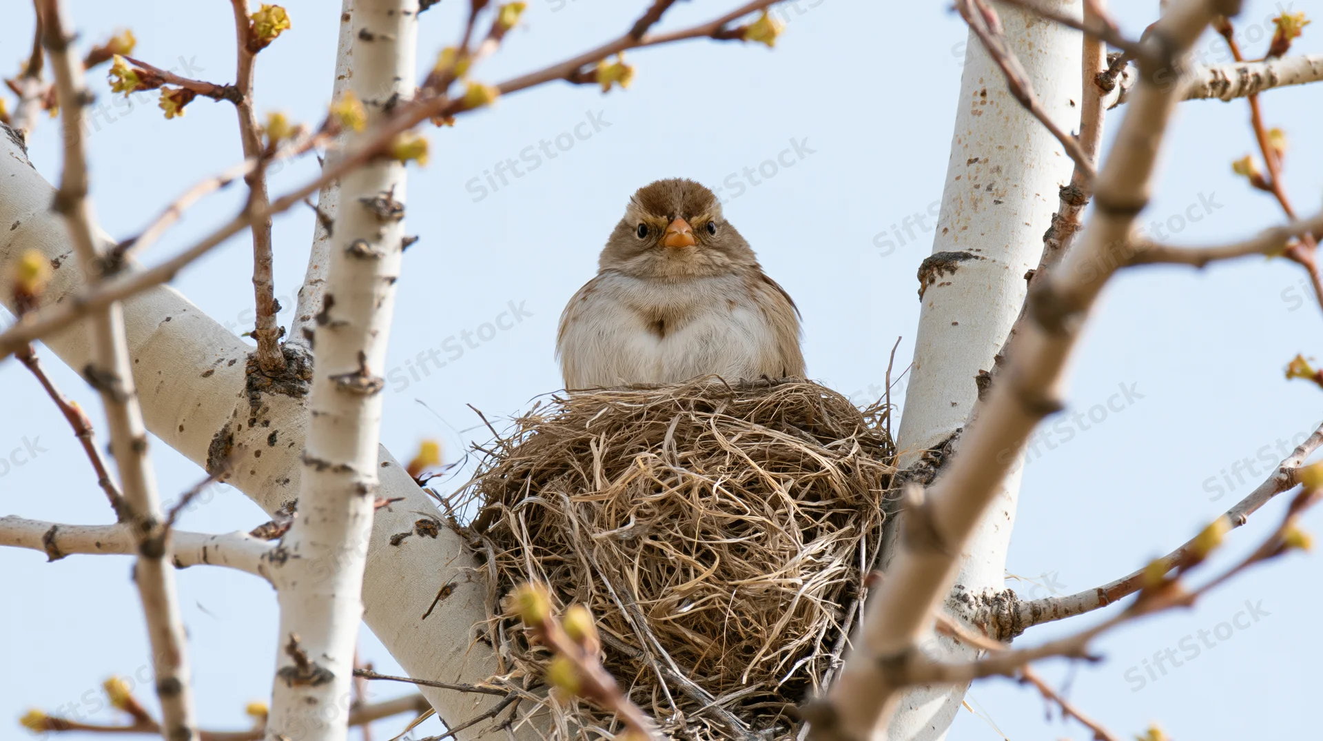 Young bird perched in nest among aspen branches in spring