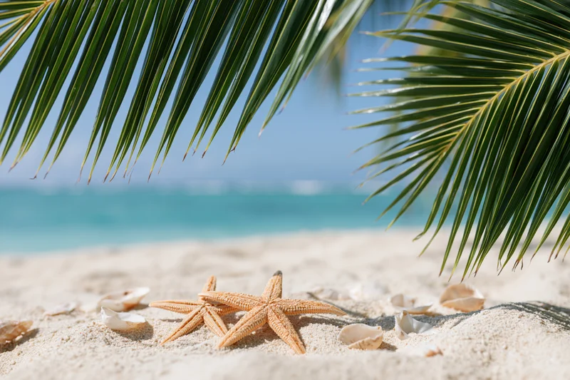 Starfish and seashells on sandy beach under palm fronds with turquoise ocean in background