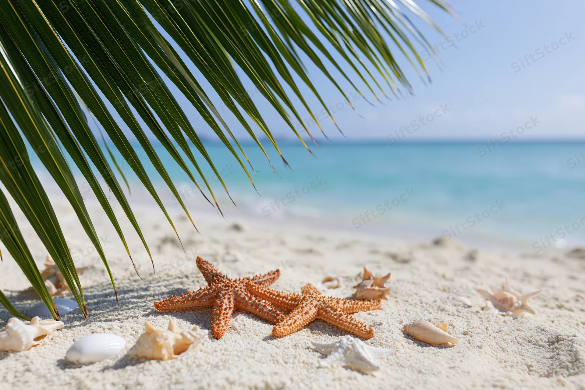 Starfish and seashells on sandy beach under palm frond with ocean in background