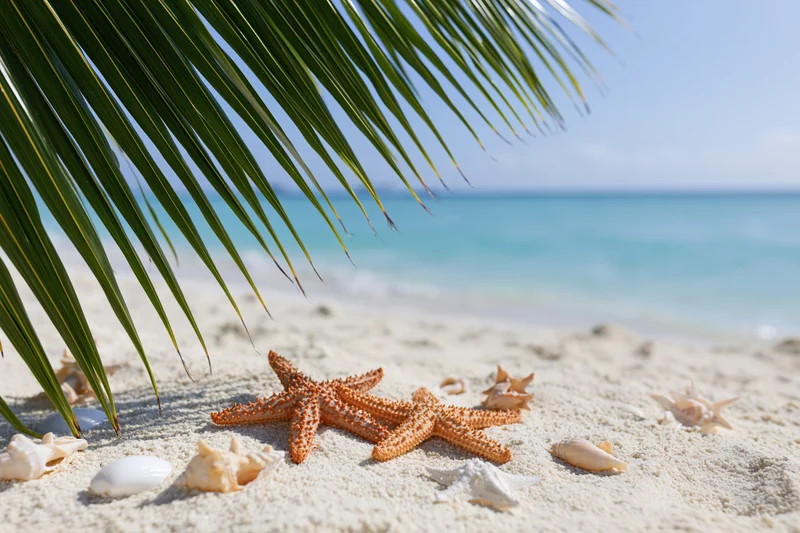 Starfish and seashells on sandy beach under palm frond with ocean in background