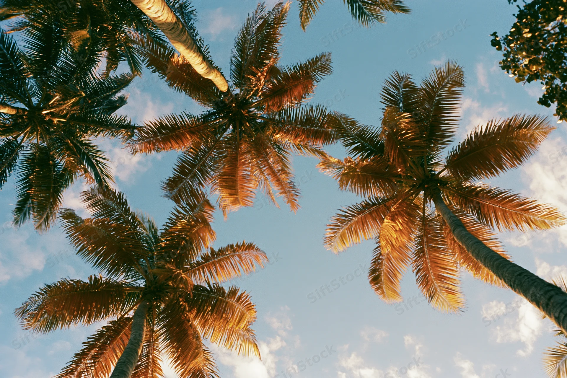 Upward view of palm trees against a blue sky with golden sunlight filtering through fronds
