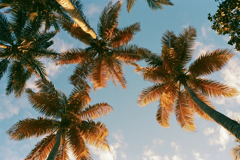 Upward view of palm trees against a blue sky with golden sunlight filtering through fronds