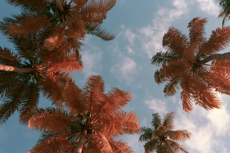 Upward view of palm trees against a blue sky with scattered clouds
