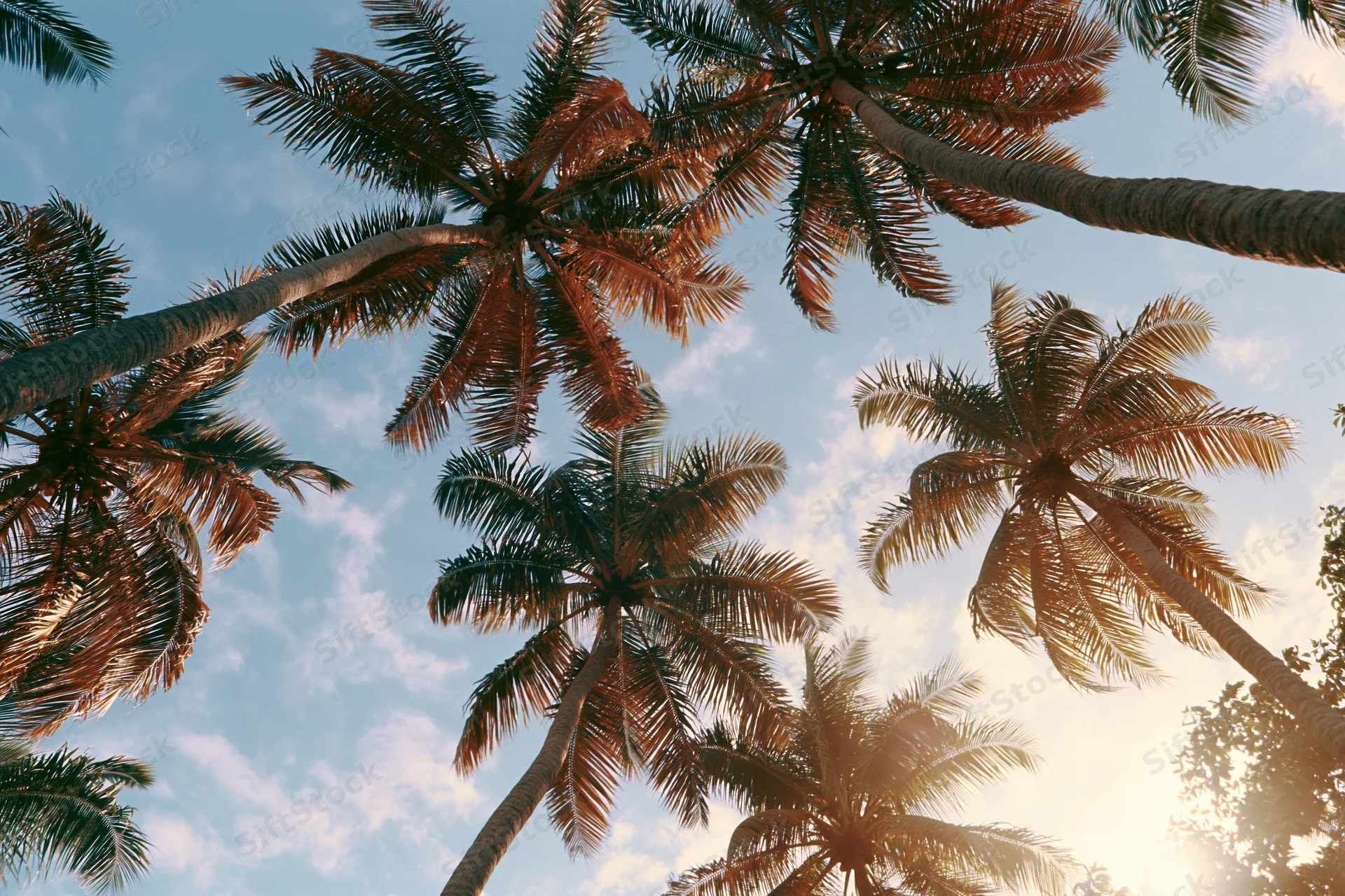 Palm trees viewed from below against a sunny sky with scattered clouds