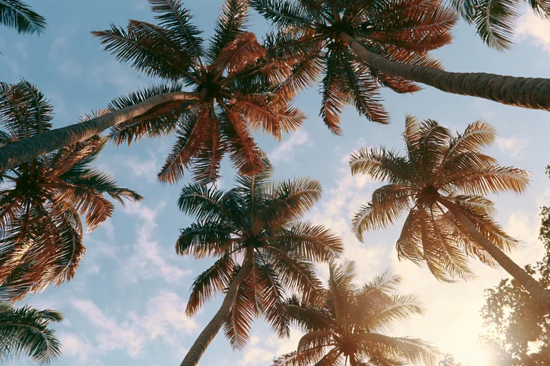Palm trees viewed from below against a sunny sky with scattered clouds