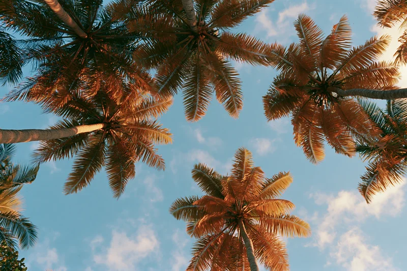 Upward view of palm trees against a blue sky with scattered clouds
