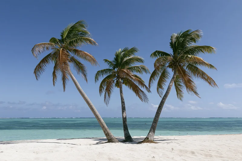 Three palm trees on a white sand beach beside turquoise ocean under clear blue sky