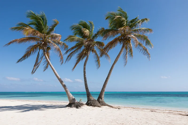 Three palm trees leaning on a white sand beach beside turquoise ocean under clear blue sky