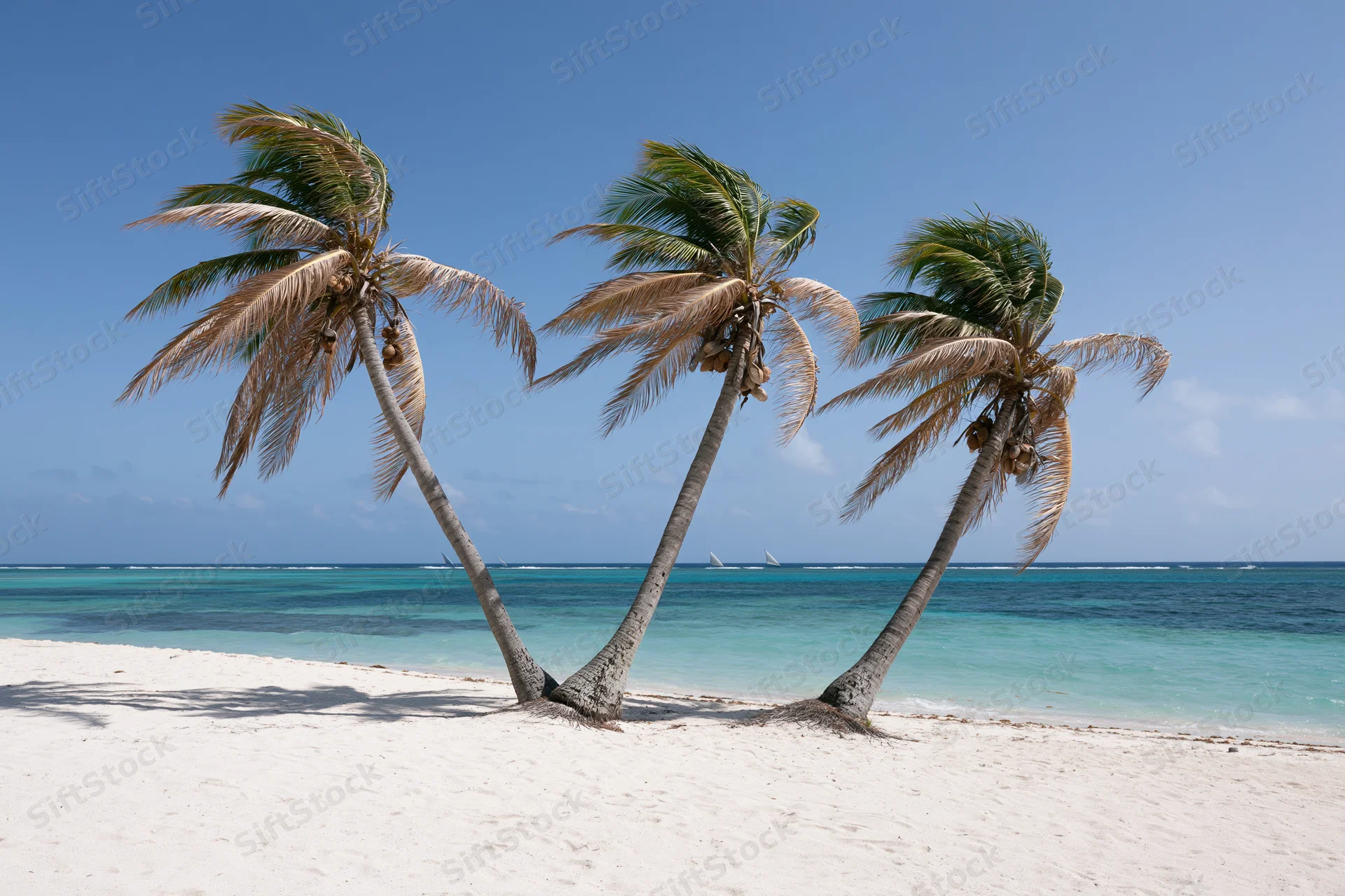Three palm trees leaning on white sand beach beside turquoise ocean under clear blue sky