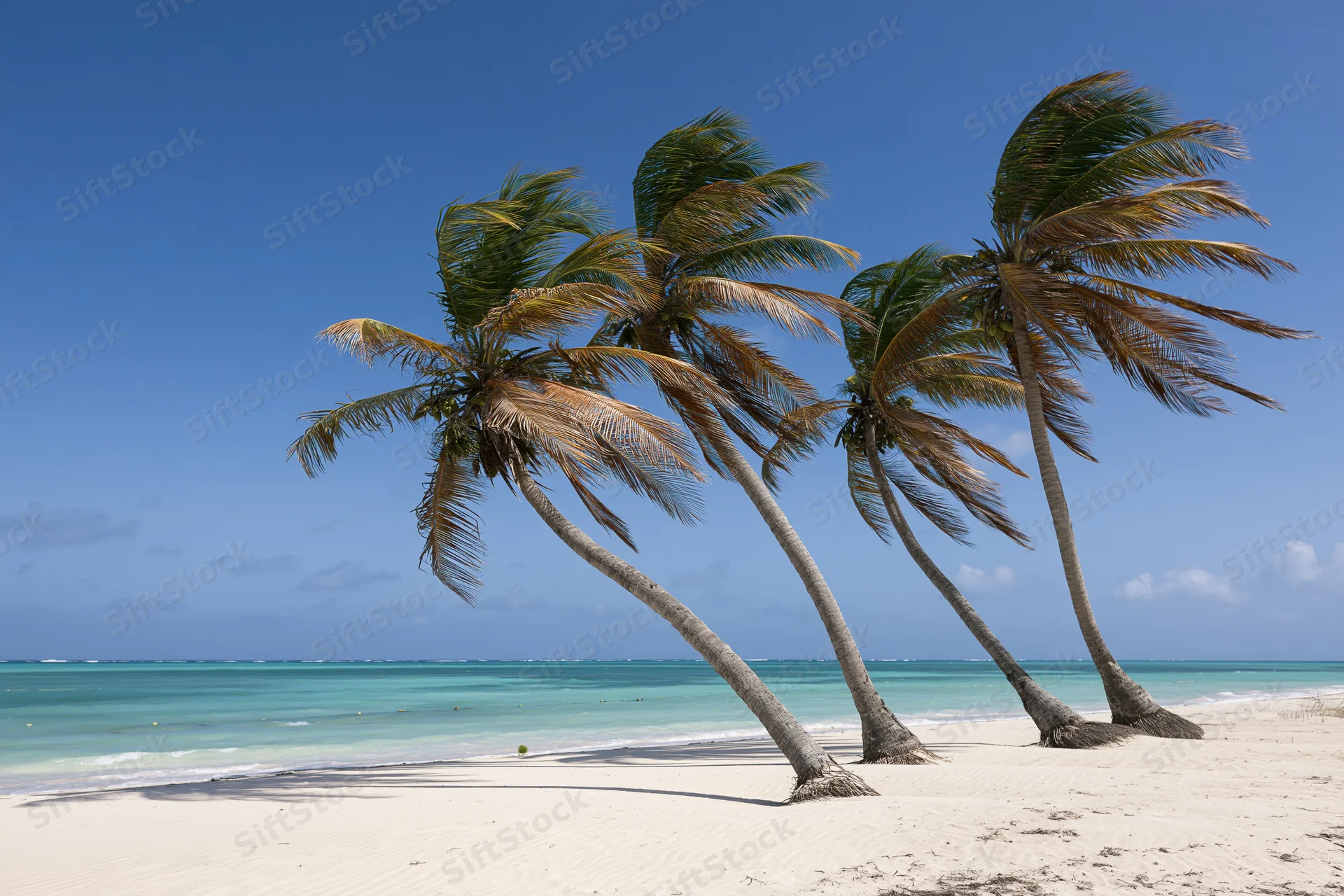 Windswept palm trees on a white sand beach beside turquoise ocean under clear blue sky