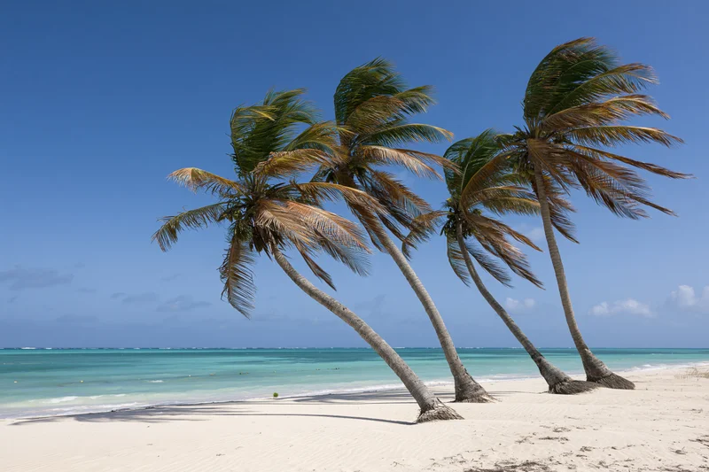 Windswept palm trees on a white sand beach beside turquoise ocean under clear blue sky