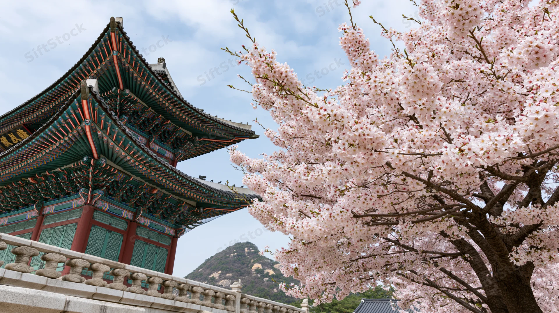 Cherry blossom tree in full bloom beside a traditional korean temple with curved roof and mountain in background