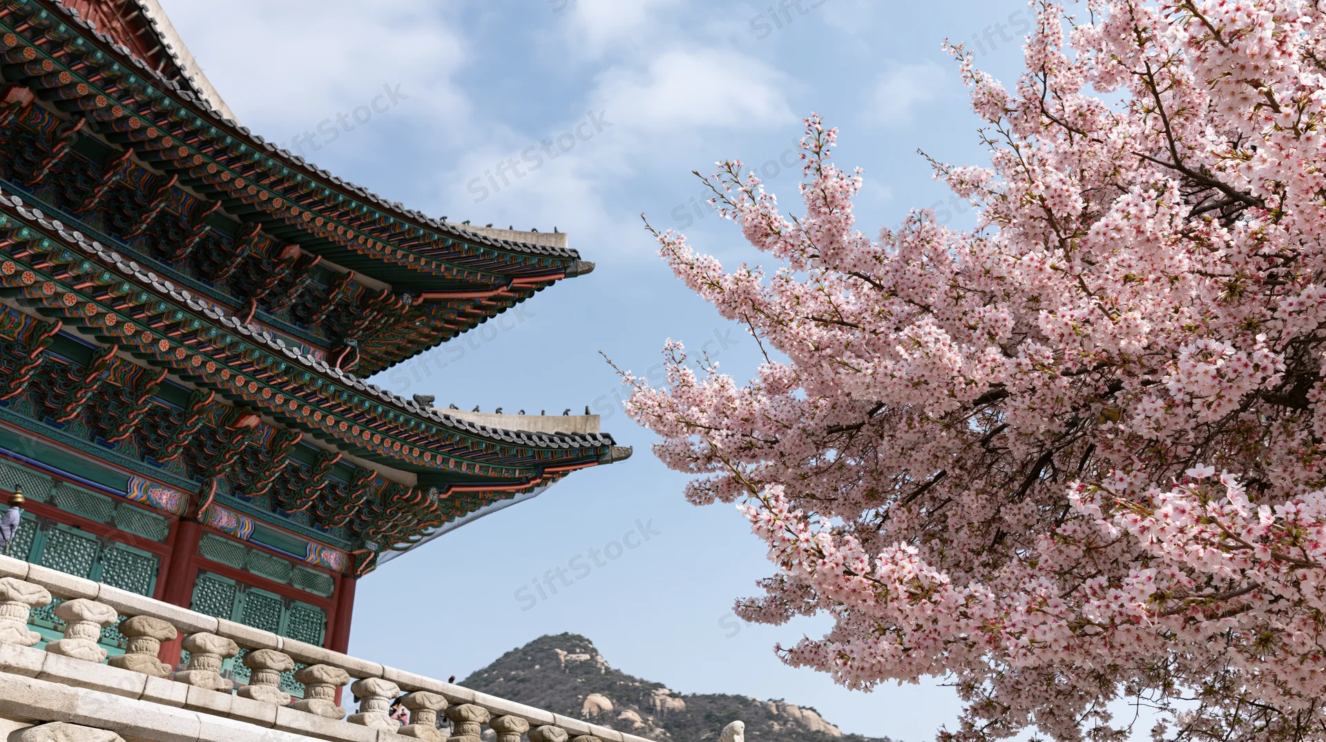 Cherry blossoms blooming beside a traditional korean temple roof under a blue sky