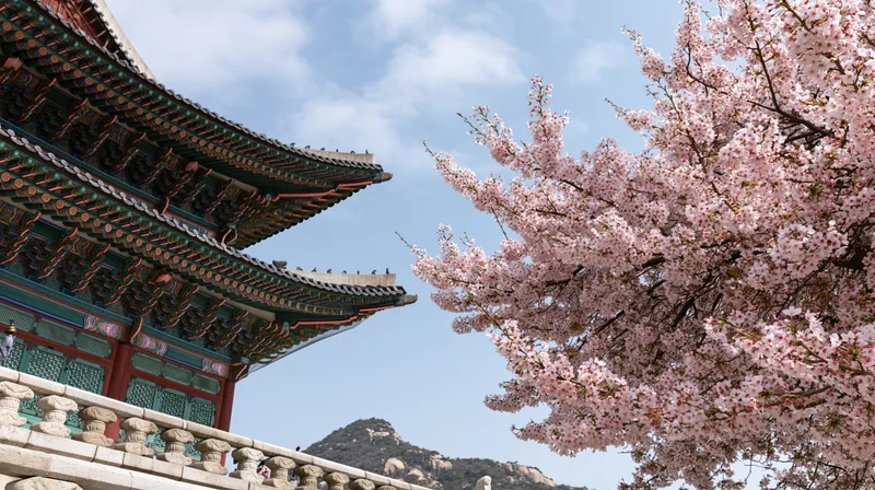 Cherry blossoms blooming beside a traditional korean temple roof under a blue sky