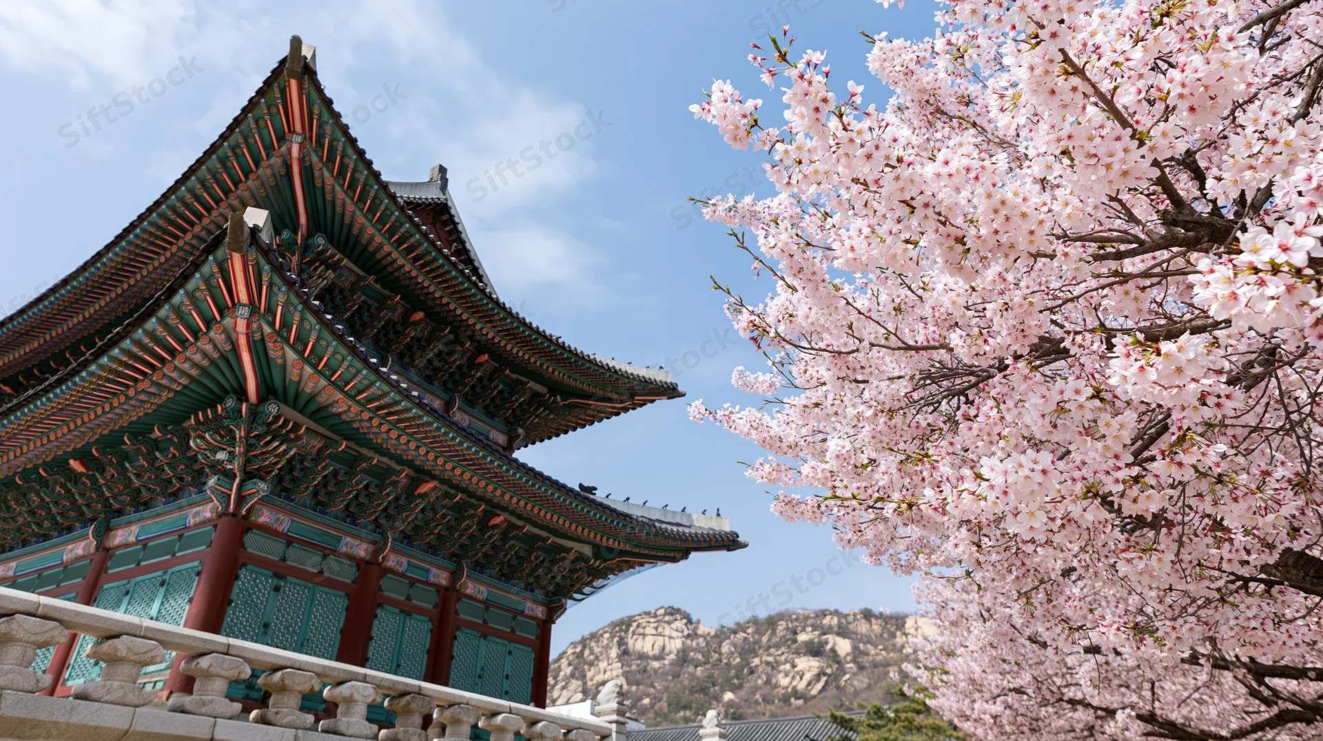Traditional korean temple with curved tiled roof beside blooming cherry blossom tree under blue sky
