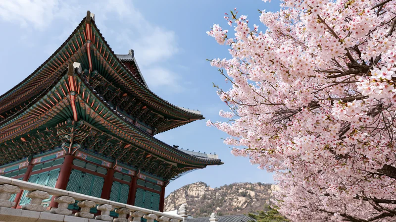 Traditional korean temple with curved tiled roof beside blooming cherry blossom tree under blue sky