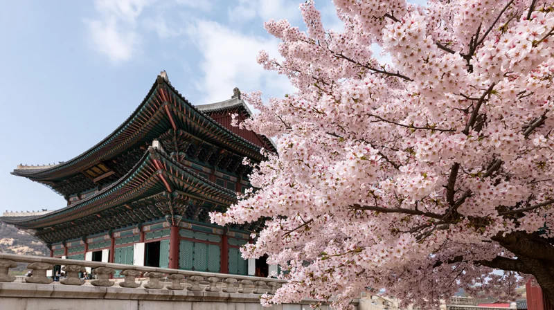 Cherry blossom tree in full bloom beside a traditional korean temple with curved tiled roof and stone railing under blue sky