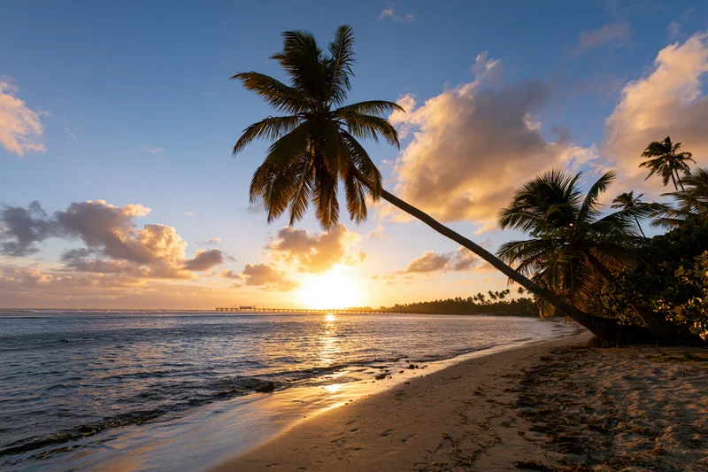 Palm tree leaning over sandy beach at sunset with ocean and clouds in background