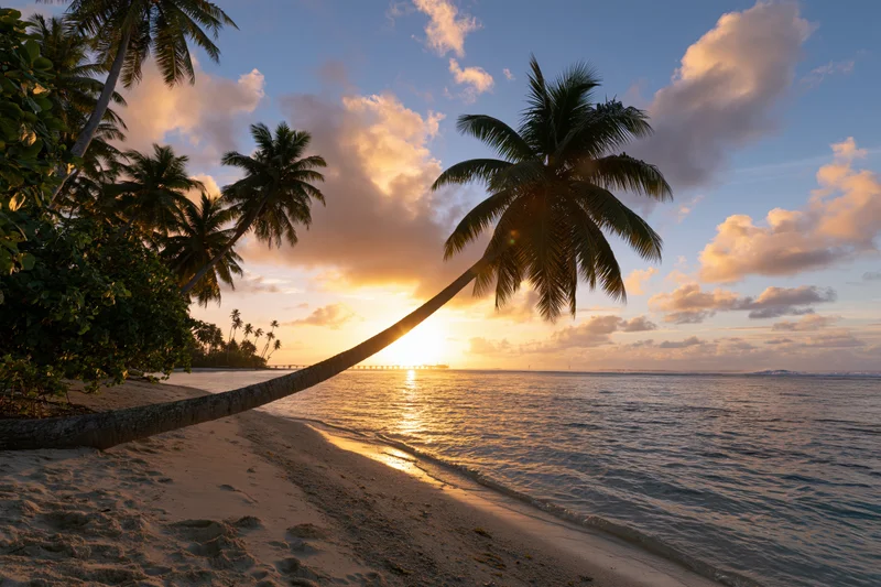 Palm tree leaning over sandy beach at sunset with ocean and clouds in background