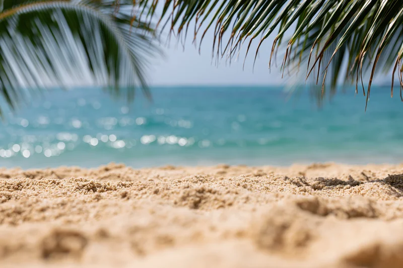 Sandy beach under palm fronds with ocean in the background