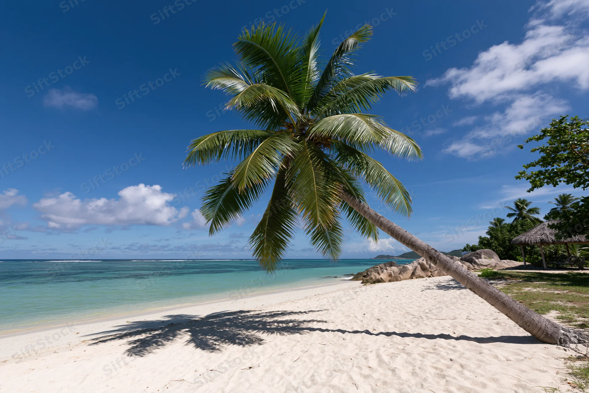 A leaning coconut palm on a white sand beach beside turquoise ocean under blue sky