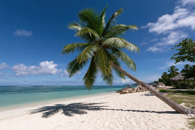 A leaning coconut palm on a white sand beach beside turquoise ocean under blue sky