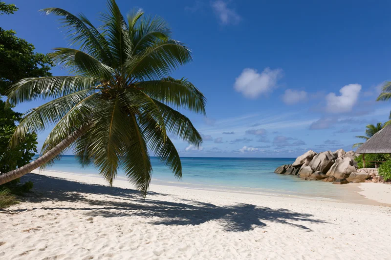 Tropical beach with palm tree and thatched hut by the ocean