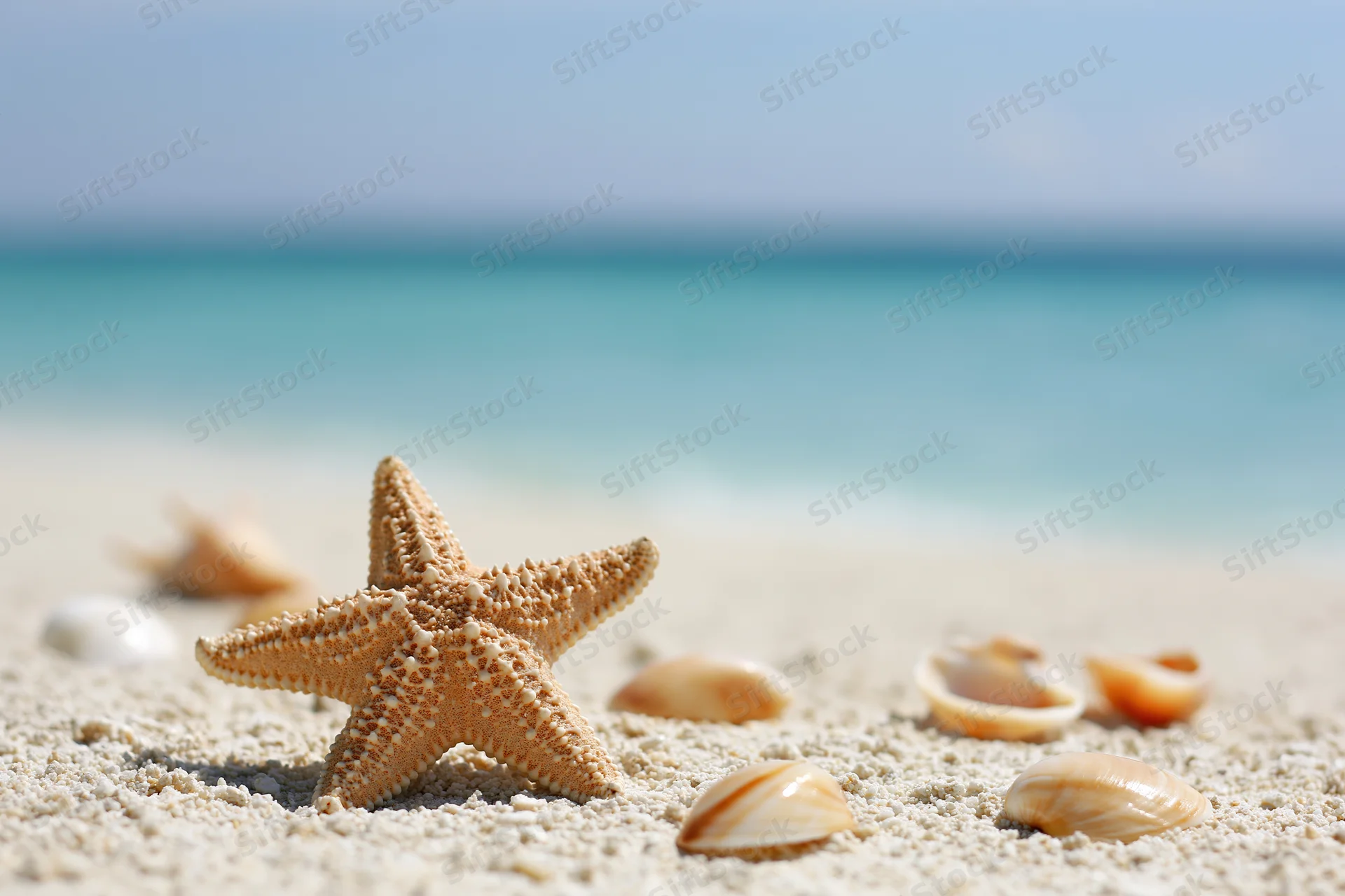 Starfish and seashells on sandy beach with ocean in background