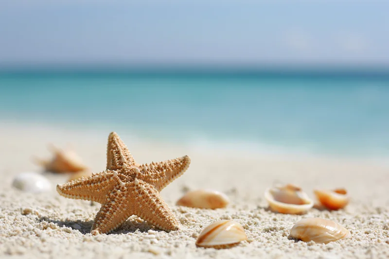 Starfish and seashells on sandy beach with ocean in background