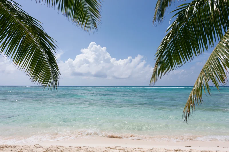 Tropical beach with palm fronds framing turquoise ocean and white sand under blue sky