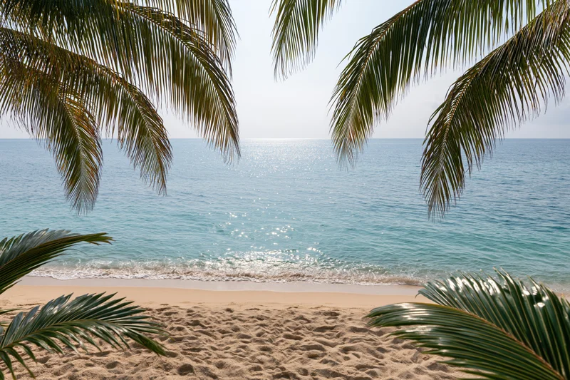 Tropical beach framed by palm fronds overlooking calm ocean and sandy shore