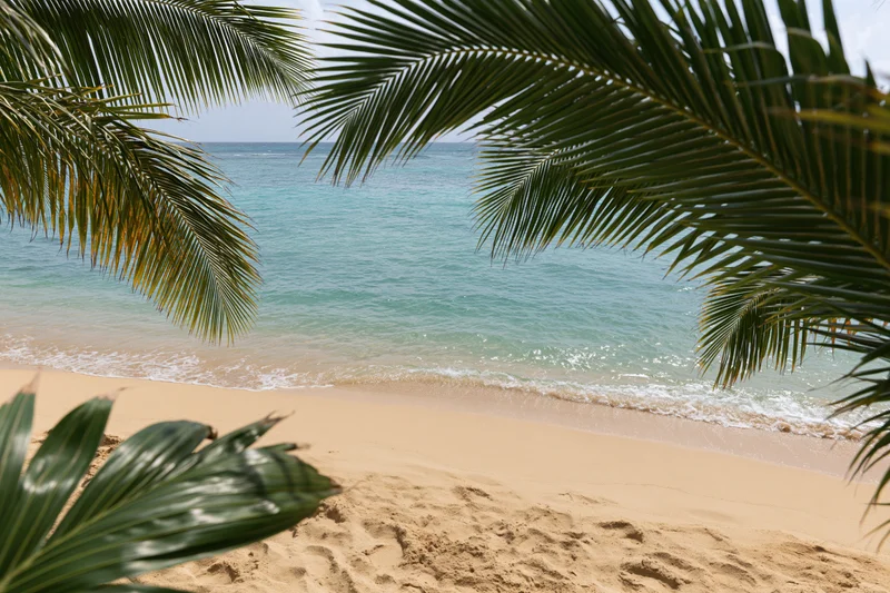 Palm fronds framing a sandy beach with turquoise ocean waves at the shoreline