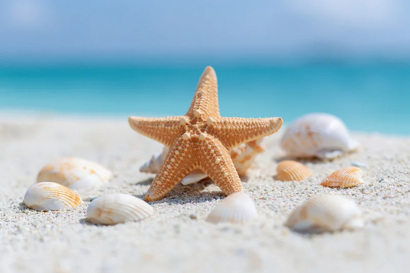 Starfish and seashells resting on sandy beach with ocean in background