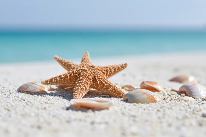 Starfish and seashells on sandy beach with ocean in background