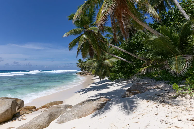 Tropical beach with palm trees and rocks along the shoreline under clear blue sky