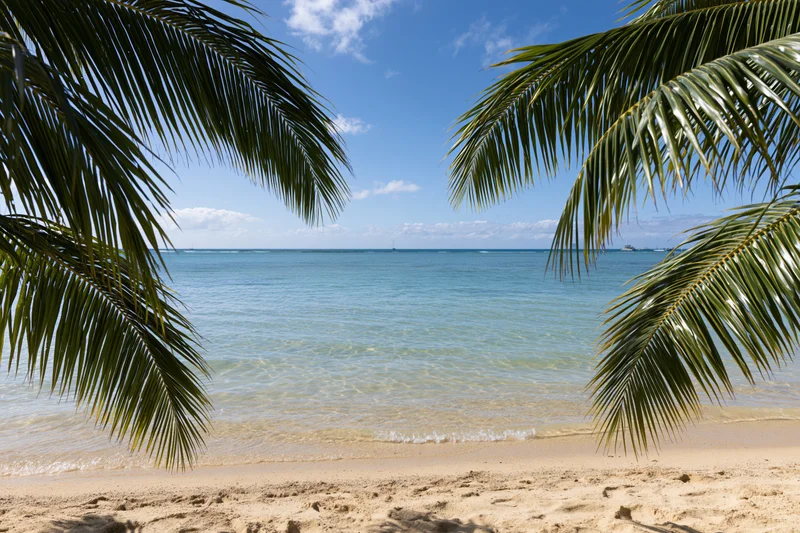 Tropical beach framed by palm fronds with calm ocean and clear blue sky
