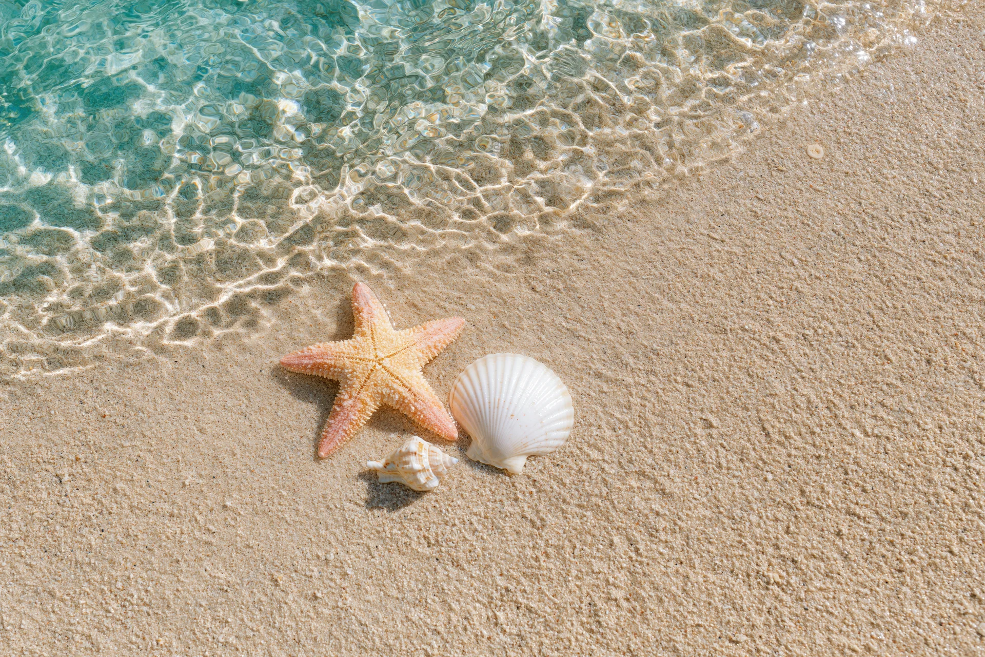 Starfish and seashells on sandy beach at shoreline with gentle waves