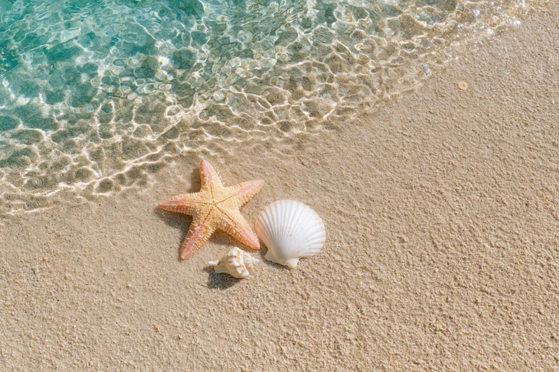 Starfish and seashells on sandy beach at shoreline with gentle waves