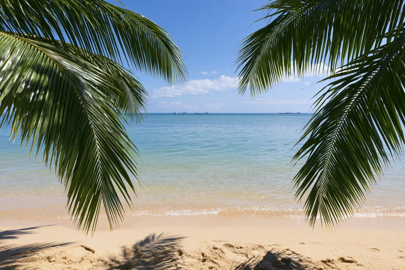 Palm fronds framing a sandy beach with calm ocean and distant ships under a blue sky