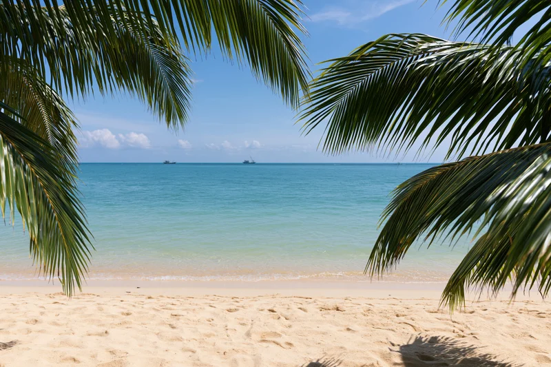 Tropical beach framed by palm fronds overlooking calm ocean under clear blue sky
